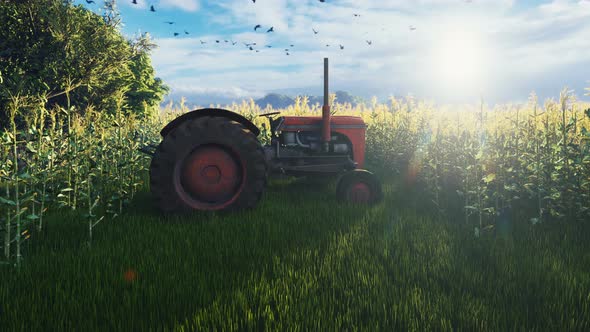 Tractor on a Corn Field alt