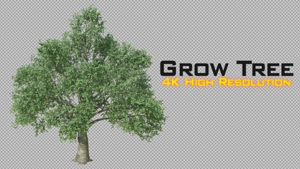 Growing Tree 4K