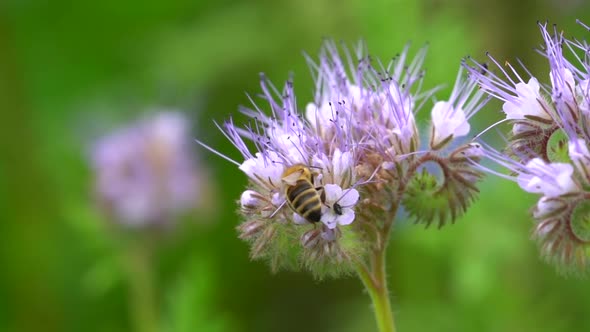 Bee during pollination process in flower during sunlight, flora and fauna in wild nature - macro Det