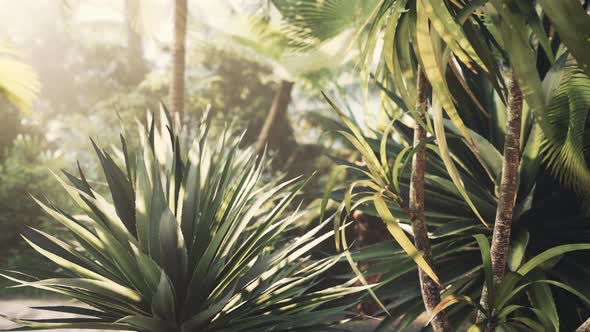 Light Ray in a Jungle Rainforest alt