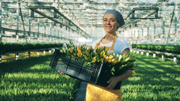 A Greenhouse Worker Holds Basket of Tulips and Smiles at a Camera.