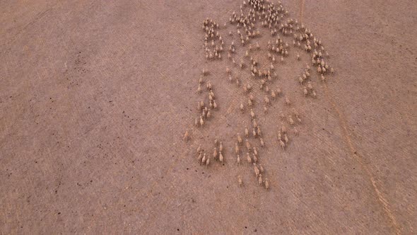 Flock of sheep stick together as they run in same direction; drone overhead