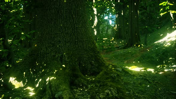 Fantasy Firefly Lights in the Magical Forest