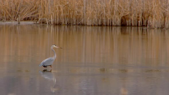 A Blue Heron is seen walking through a marsh to eat food.