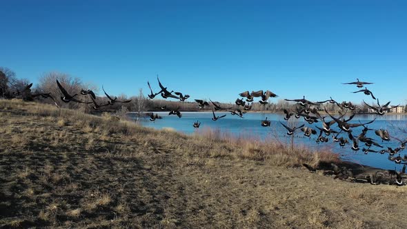 We capture a flock of geese along a frozen lake