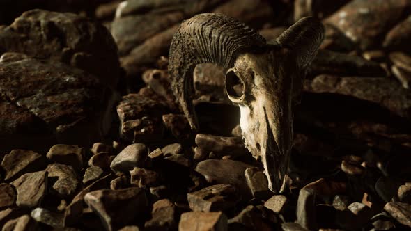 Ram Skull on Desert Rocks