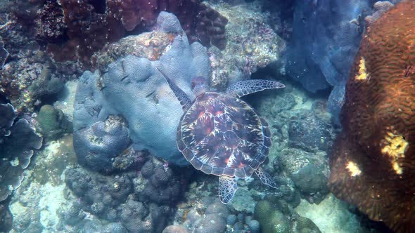 Hawksbill Sea Turtle Slowly Swimming in Blue Water Through Sunlight Try to Find Food on Coral Reef