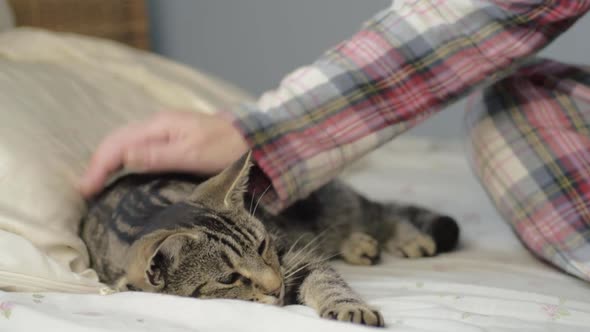 Woman in pyjamas pets young tabby cat on bed