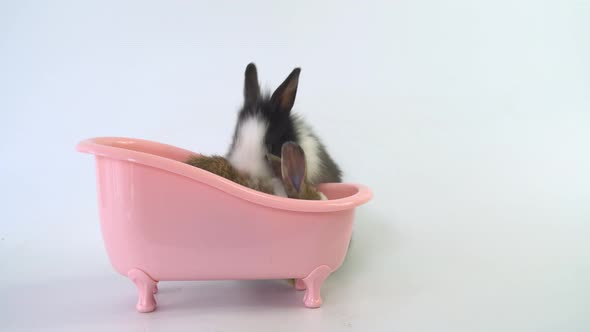 White and black rabbits or bunnies animal easter is sitting and standing in a pink bathtub 