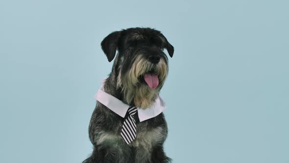 Front View of a Schnauzer in a Collar and Tie Sitting in Full Length in the Studio Against a Bluish