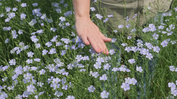 Woman's Hand Stroking Flowering Flax Plants in the Field