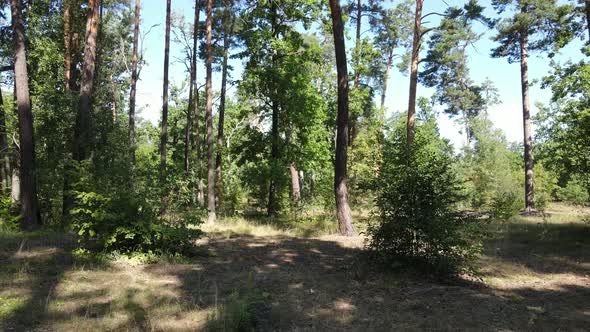 Trees in the Forest During the Day