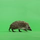 Hedgehog - VideoHive Item for Sale