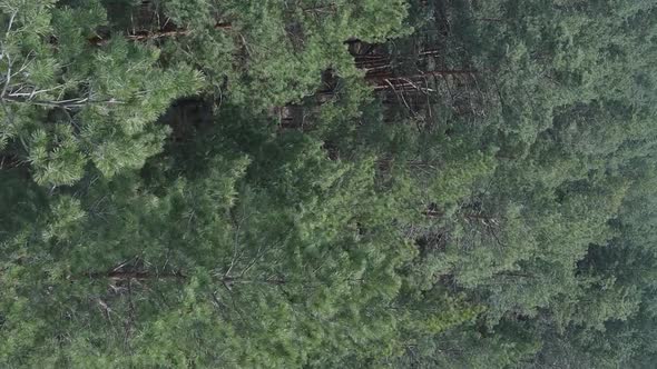 Vertical Video of Green Pine Forest By Day Aerial View