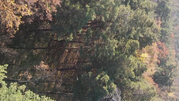 Vertical Video of an Autumn Forest During the Day in Ukraine