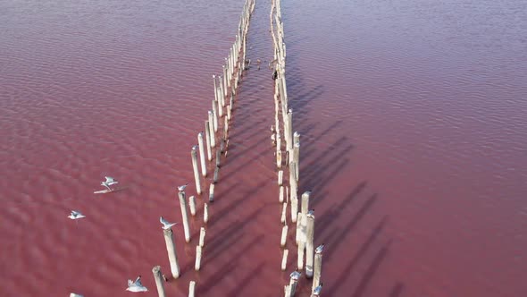 Pink Space Fantastic Salt Lake Sasyk Sivash in the Crimea in the Summer Flying