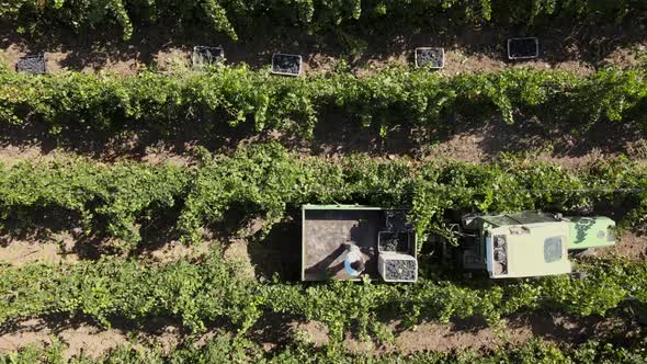 Countryside Beautiful Farms and Vineyards Beautiful Aerial View of Ripe Grapes