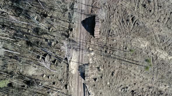 Deforestation of forest after hurricane, aerial view of drone