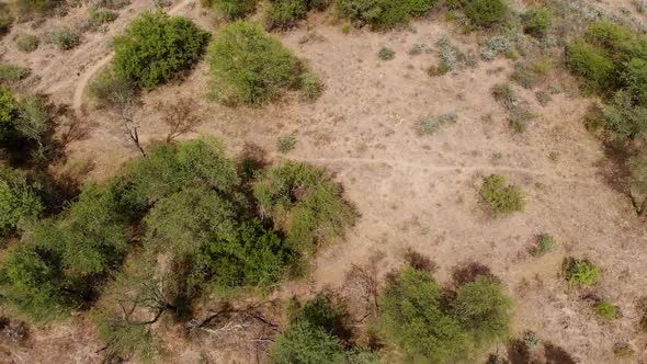 Drone Fly Over following a Moutain Biker on a Single Track during a Sunny Day