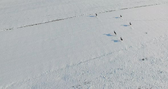 Aerial shot of Young roe deer running through snow in the winter