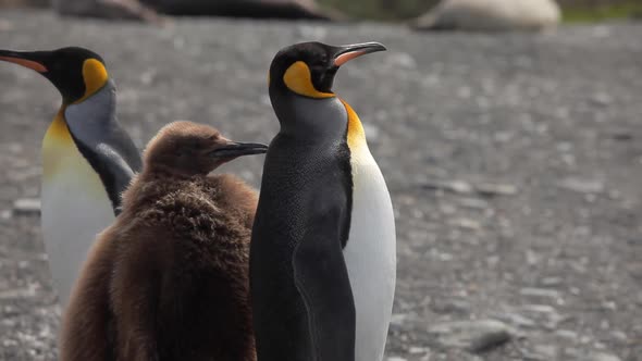 King Penguin Colony on South Georgia