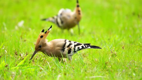 Eurasian Hoopoe