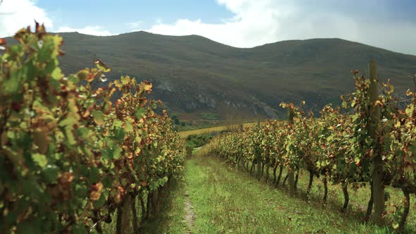 Slow pan of beautiful vineyard row with mountain in distance