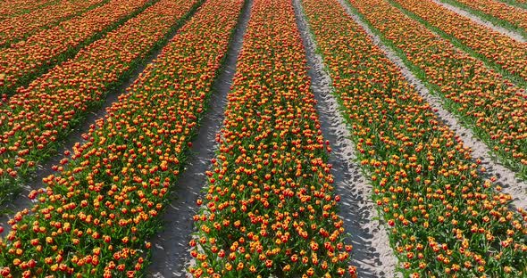 Rows of Orange striped variegated Tulips in Flevoland The Netherlands, Aerial view.