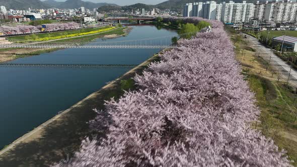 Aerial: Flying over cherry blossoms in Suncheon, South Korea. Close up shot. Suncheon is a scenic