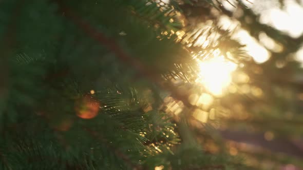 Bright Sunset Rays Shine Through Needles of Pine Tree