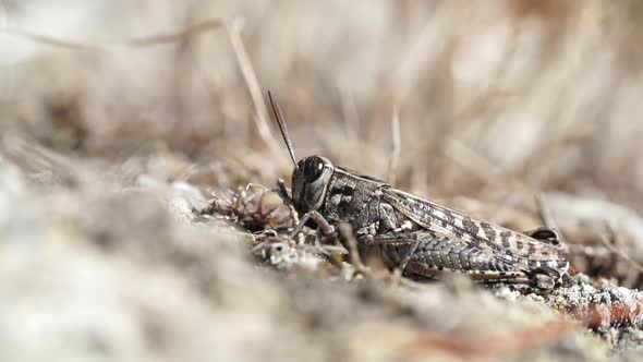 Grasshopper on the ground close up