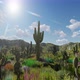 Wild Cactus Field Time Lapse 4K - VideoHive Item for Sale