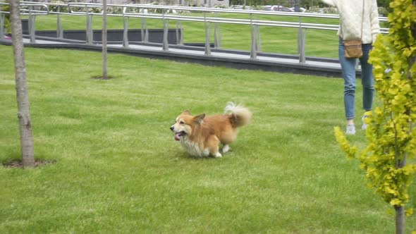 Corgi Fluffy Dog Playing With Ring Toy 13 alt