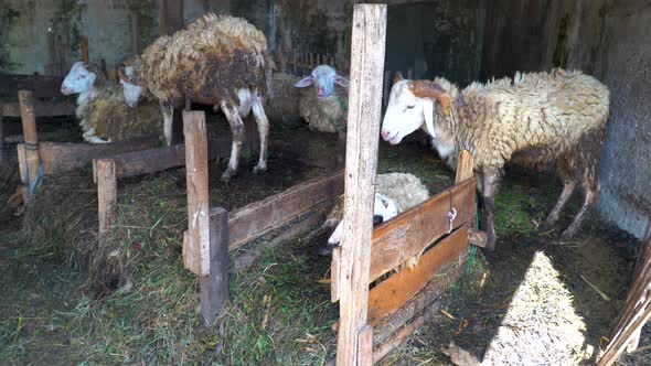 Emaciated and dirty sheep in untidy pen on animal farm