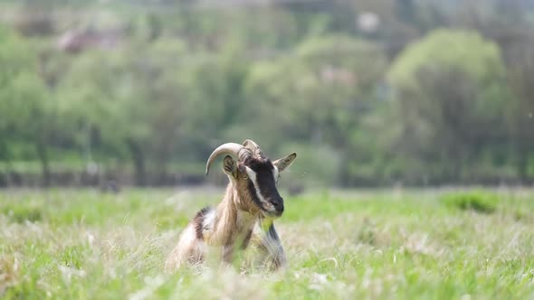 Domestic Milk Goat with Long Beard and Horns Resting on Green Pasture Grass on Summer Day