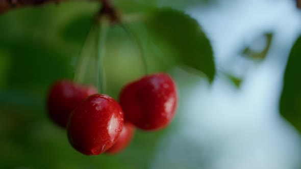 Wet Sweet Cherry Fruit Hanging Tree Close Up