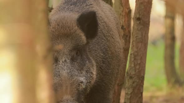 Wild Boar Or Sus Scrofa Also Known As The Wild Swine Eurasian Wild Pig Sniffs Air In Autumn Forest