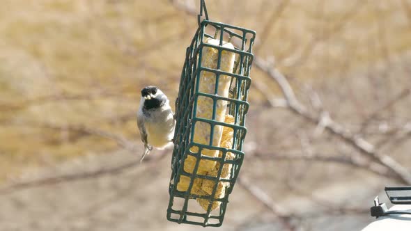 A Black-capped Chickadee eats suet from a backyard feeder