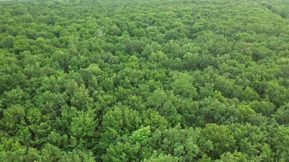 Tree forest from above. Wild forest landscape view from drone