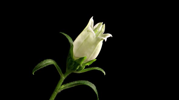 Time Lapse Campanula Flower Opening