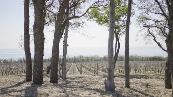 Forest landing at farmer's field