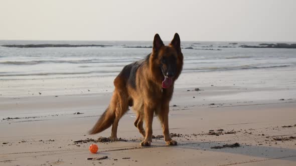 Young German shepherd dog standing near a toy ball on beach | Tired German shepherd dog standing on