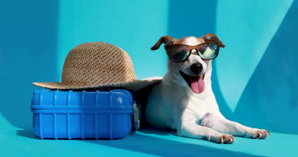 Pet in Sunglasses Lies with Suitcase Isolated