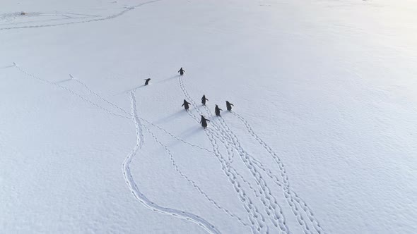 Running Penguins Footprints on Antarctica Snow