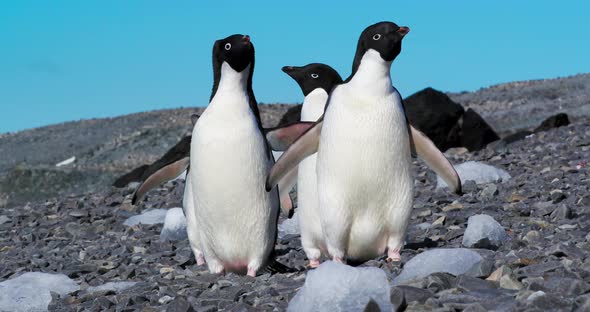 Penguins