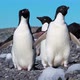 Penguins - VideoHive Item for Sale