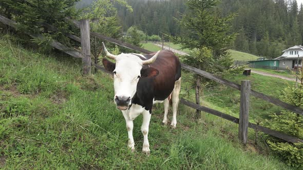 Ukraine, Carpathians: Cow in the Mountains. Aerial