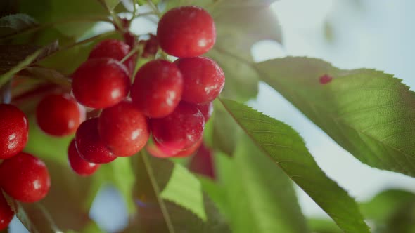 Fresh Red Cherry Branch Tree in Summer Garden Closeup