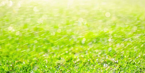 Green Grass 10 alt