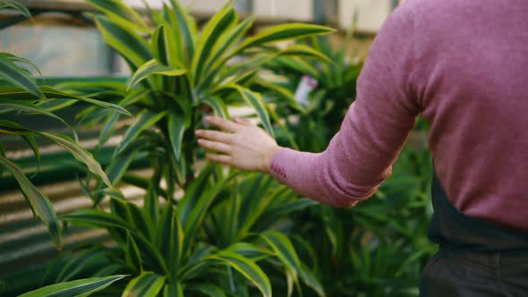 Closeup View of Female Hand Touching Leaves of Different Plants While Walking Among Rows of Flowers